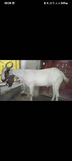 khassi