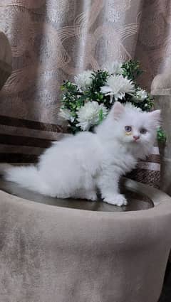 White Persian Kitten For Sale