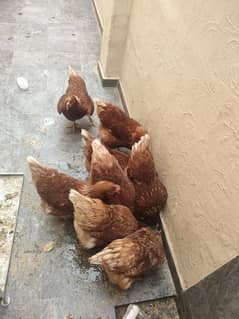 lohman brown egg starter hens for sale age 175 days.