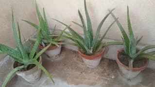 fresh alovera plants