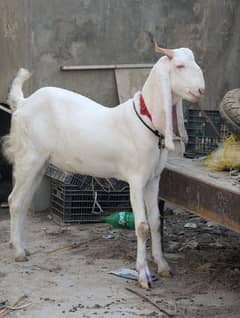 Gulabi
