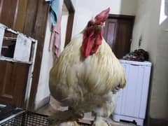 buff morg high quality for sale ha