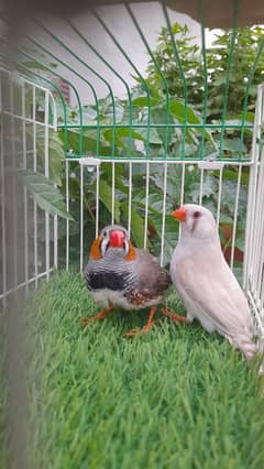 Zebra finch breeder , Diamond dove breeder , Albino black eyes breeder