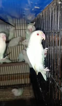 Albino