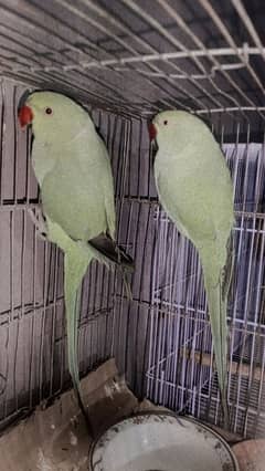 Ringneck