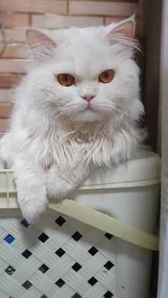 Heavy coat Persian stud cat for mating