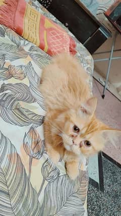 Persian male cat  . age 5 month. vaccinated