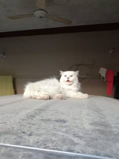 Punch Face Cutie Available for Rehome 03051141169