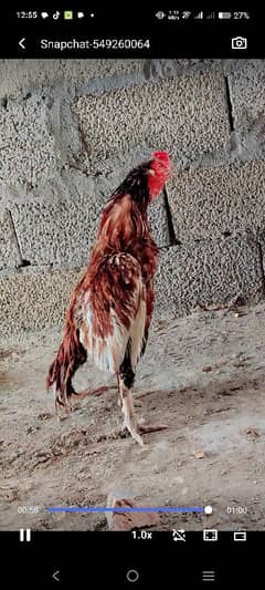 assel breeder