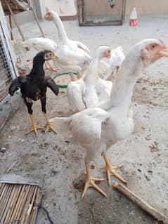 Shamo White Aseel