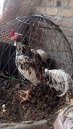 Cheena breeder for sale Exchange possible