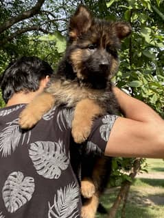 German Shepherd Long Coat puppy