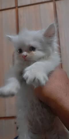 Pure Persian  Kitten available