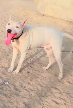 waleti gultrea dog for sale age 2.5year
