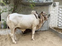 Cow