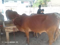 2 male cow