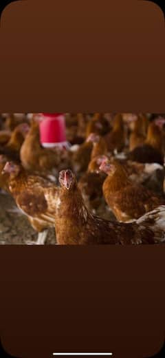 lohman brown lohmann black fresh 2months Pathia hen murgi weight 500g