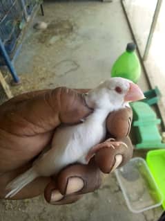 Hogoromo and java Fawn albino opal 03122370087