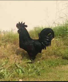 ayam cemani breeder pair