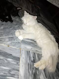 Persian female cat