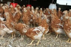 lohman lohmann brown Fresh Pathia hen Murgi age 2mont 320eggs per year