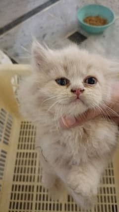 two kittens 7 week old