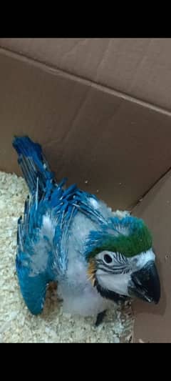 Blue