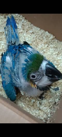Blue