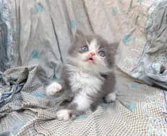 peke