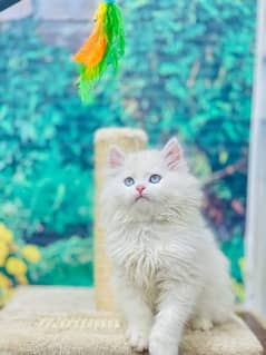 parshion punch face triple cote kitten cat male and female