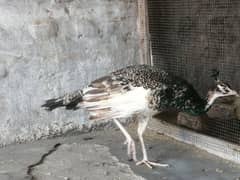 Peacock 9 year age male serious contact urgent sale