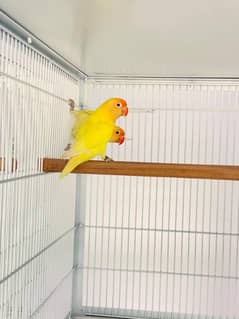 Creamino, Albino Red Eyes Blue2, Decino, Blue Fisheri