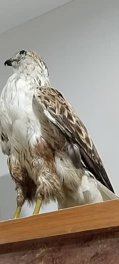 Taxidermy