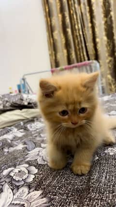 Persian Kittens