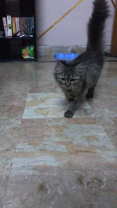 Persian kitten for sale