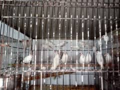 white java breeders pair