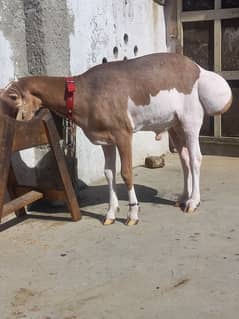 Kabli Ablak Dumba