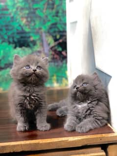 parshion punch face triple cote kitten cat male and female