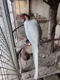 Silver Pheasant breeder pair (1 male 2 female)