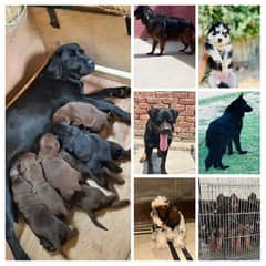 all type dog available/ cargo All over Pakistan