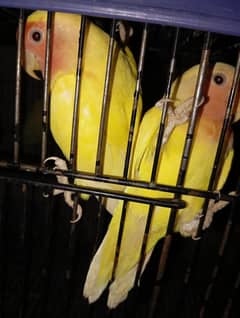 Latino Red eye breeder pair