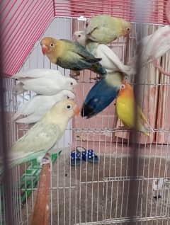 Albino