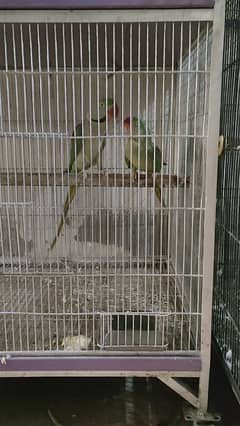 Raw breeder pair Rs 36500