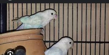 Albino