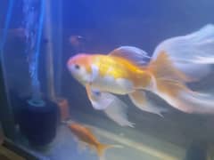 gold fish breeder ha sath in ka bacha b ha