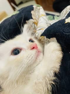White Kitten Blue Eyes