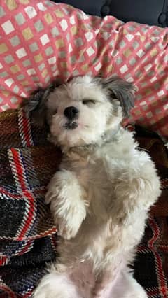 Shitzu for sale