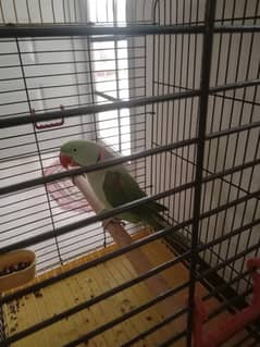 Pahari Parrot