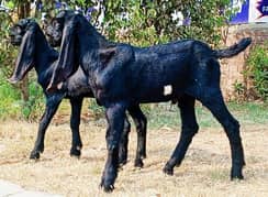 Goat for sale urgent