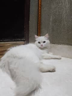 Persian male cat